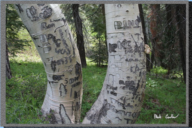 defaced trees