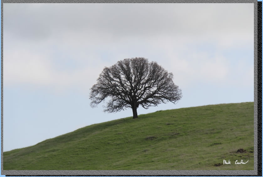 Round Valley - tree