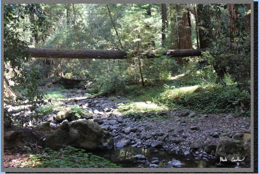 fallen log high above creek